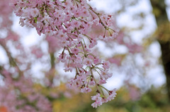 春を彩るしだれ桜