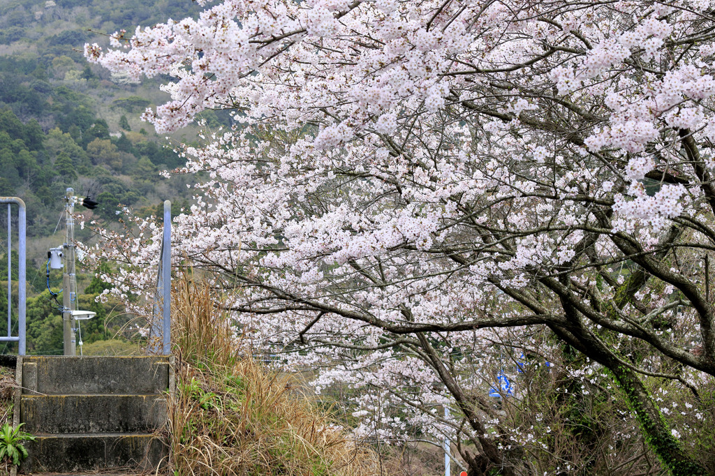 無人駅の桜