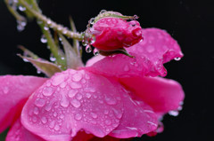 雨粒の宝石