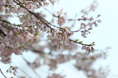 美杉町の薄墨桜