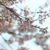 美杉町の薄墨桜