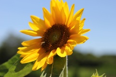 夏