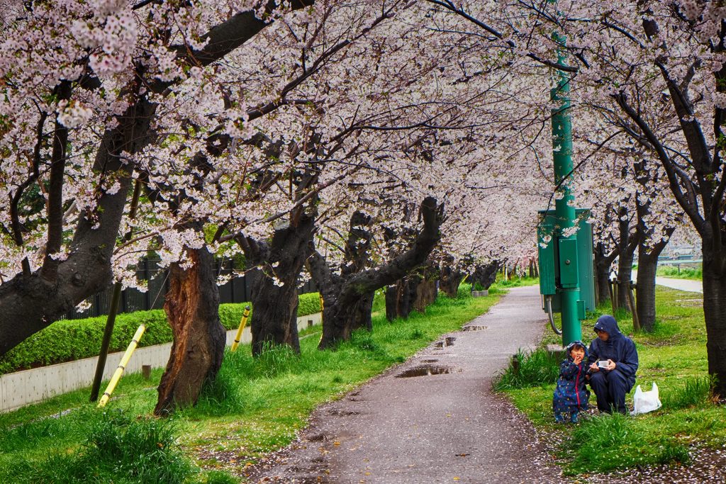 雨でも桜④