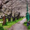 雨でも桜④