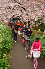 花見に行こうよ