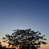夕景①