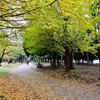 イチョウの下(2)