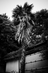 夕暮れの散歩①