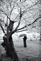 桜(はな)を見る