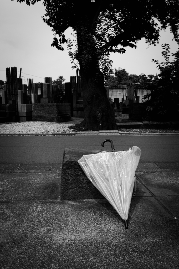 私、捨てられたのね