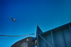 カモメが飛んだ日