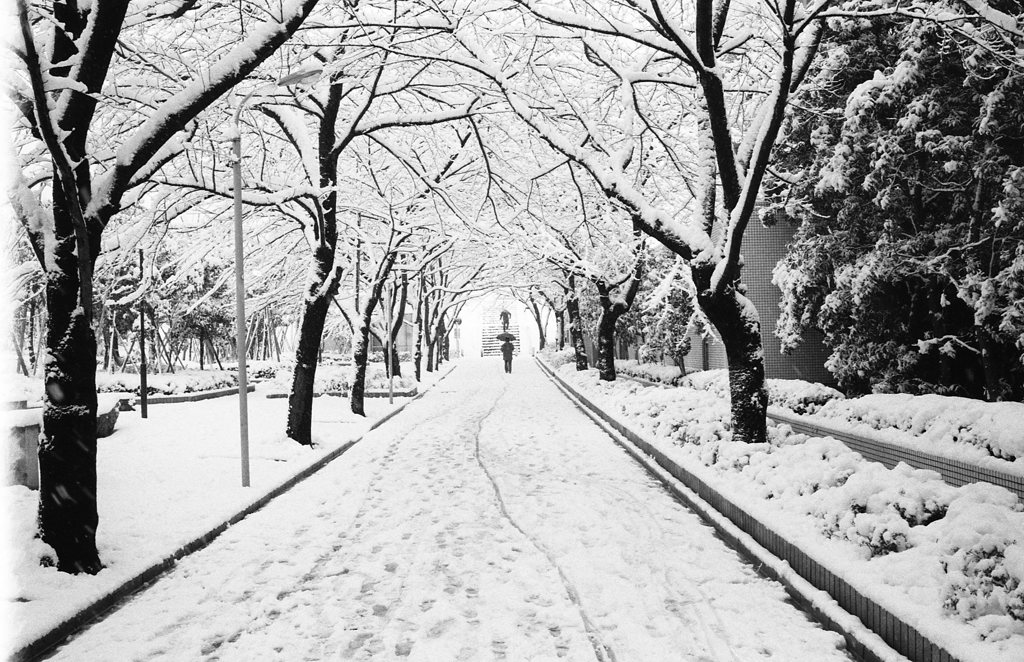 雪が降った日①