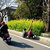 道端に春