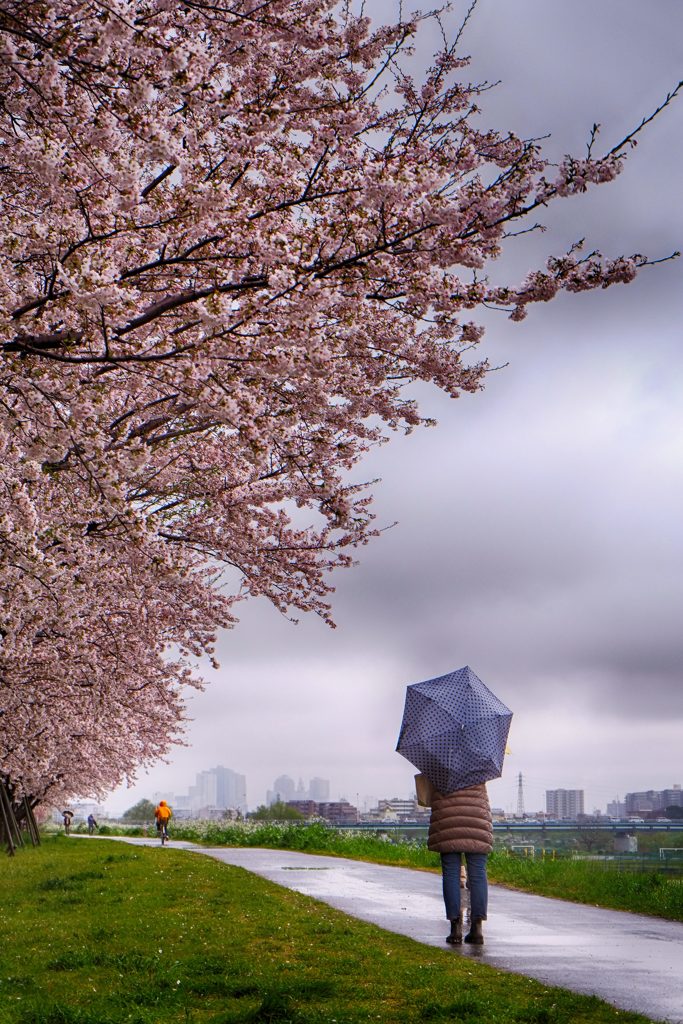 雨でも桜③