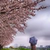 雨でも桜③