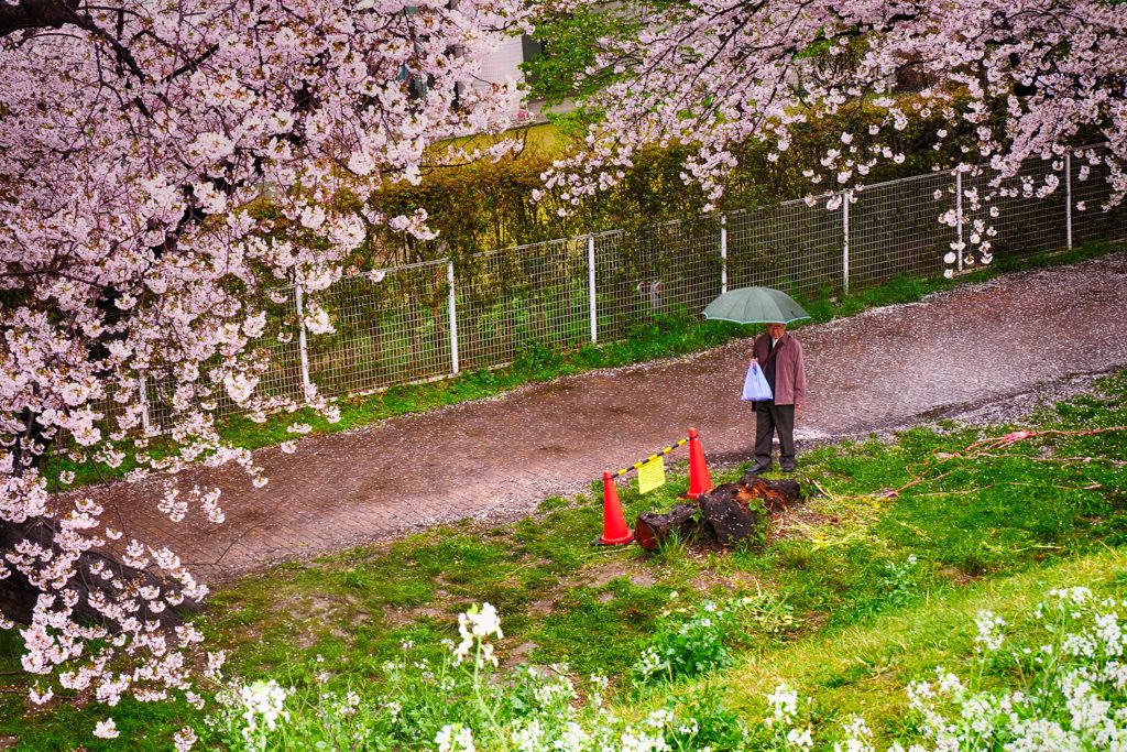 雨でも桜②