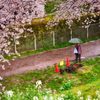 雨でも桜②