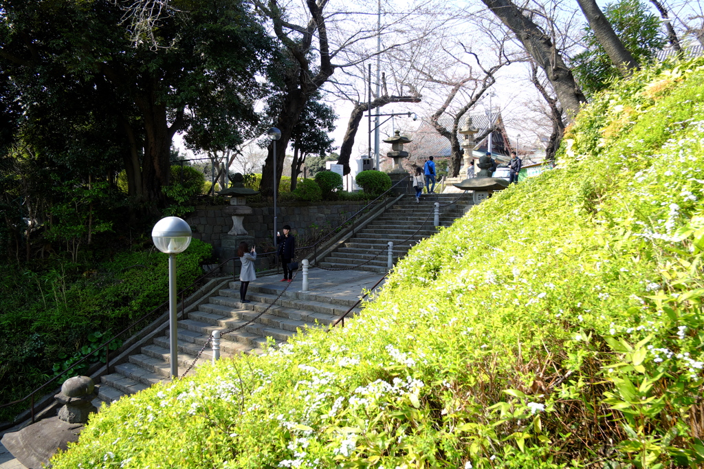 春めいてきた２