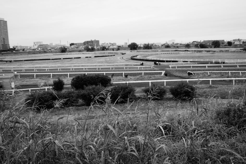 川崎競馬トレセン