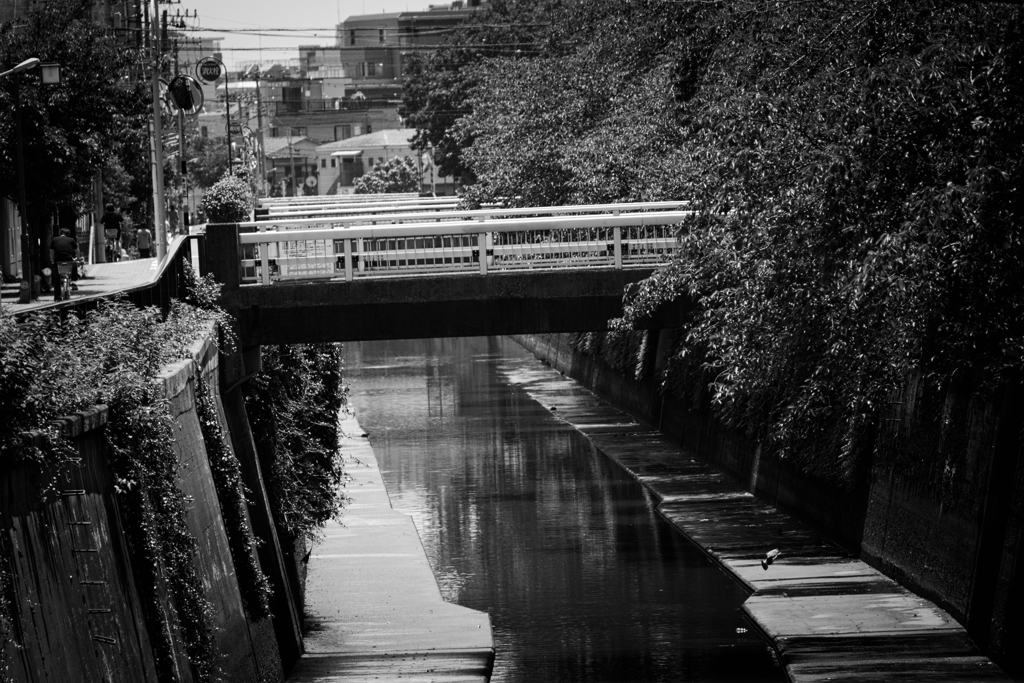 呑川②