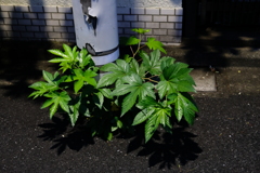 DSCF0001