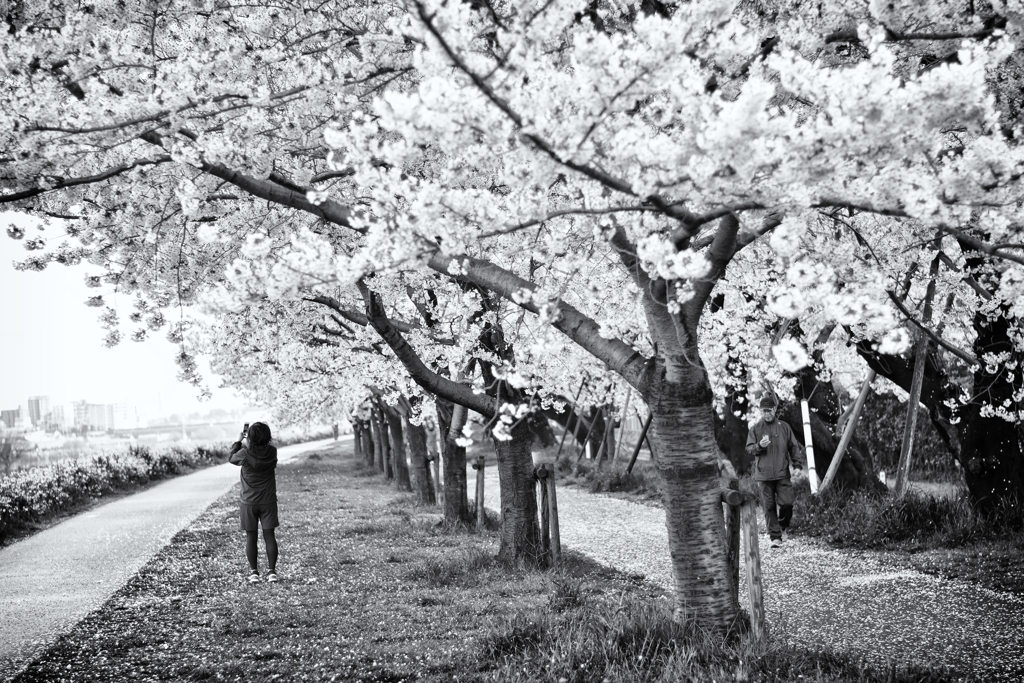 桜(はな)の下で