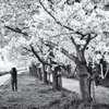 桜(はな)の下で