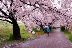 雨でも桜①