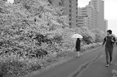 春の景色①