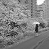 春の景色①
