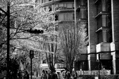 舞う桜