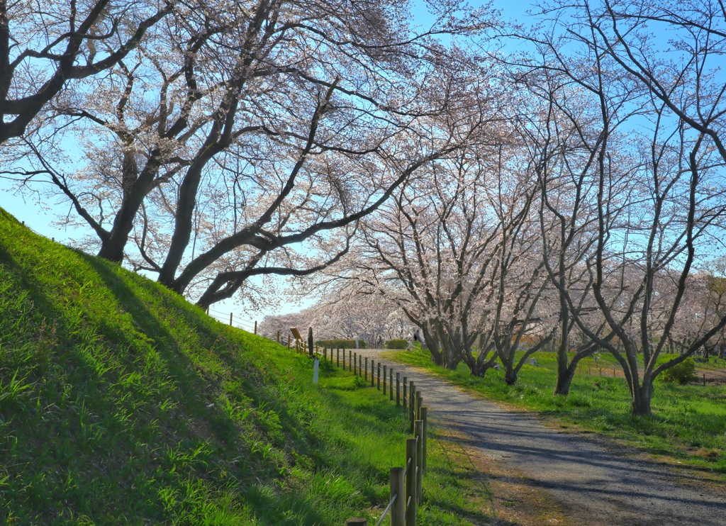 春の散歩道Ⅱ