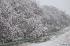 雪化粧Ⅲ