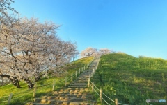 古墳公園の桜