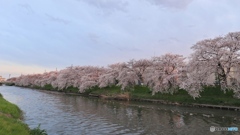 桜Ⅴ