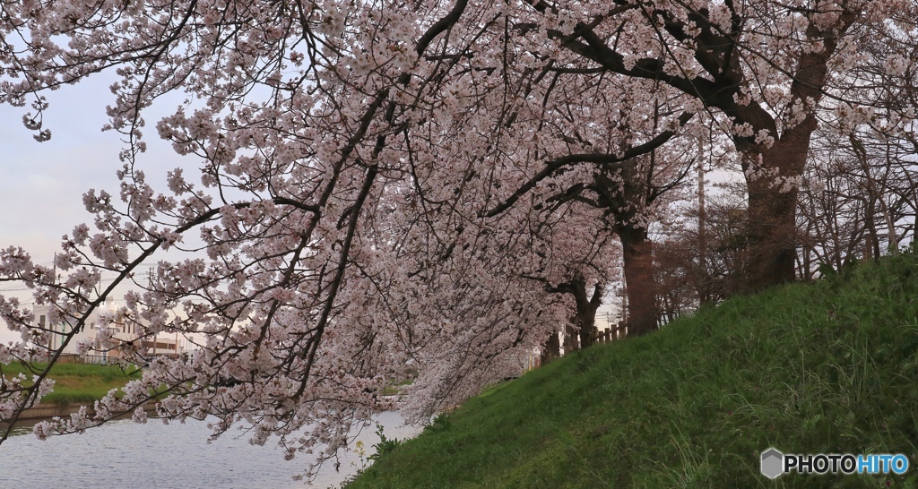 桜Ⅱ