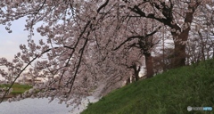 桜Ⅱ