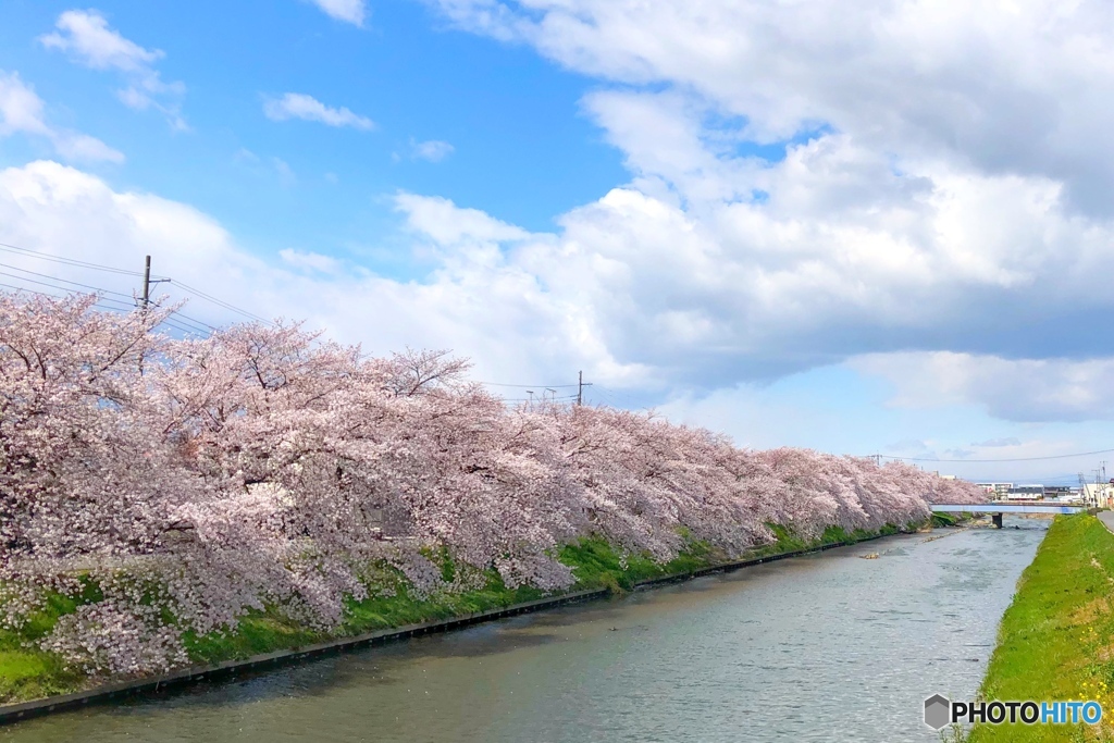 青空と桜