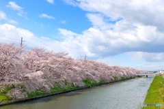 青空と桜