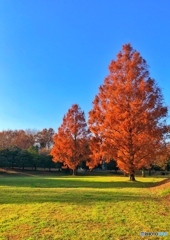 公園