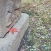 紅葉Ⅶ