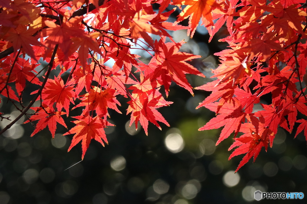 暖かな日の紅葉