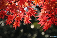 暖かな日の紅葉