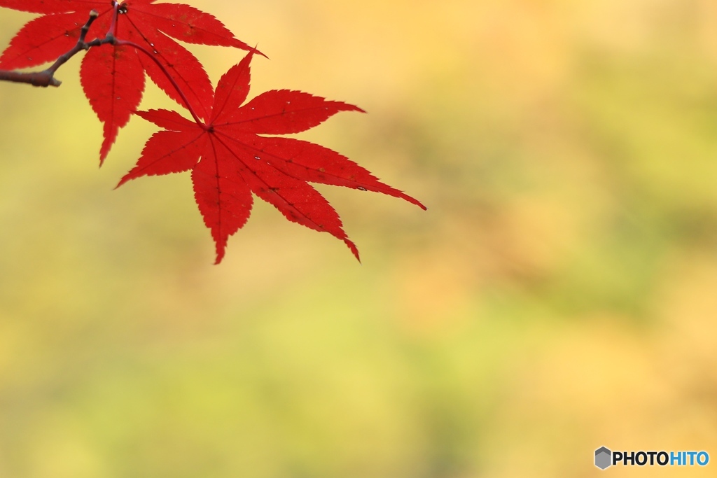 紅葉Ⅴ