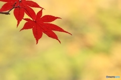 紅葉Ⅴ