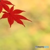 紅葉Ⅴ
