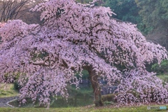 一本桜