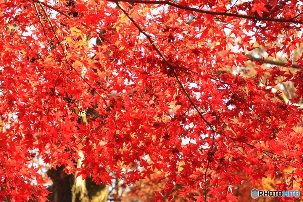 紅葉Ⅳ