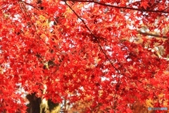 紅葉Ⅳ