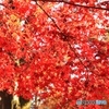 紅葉Ⅳ